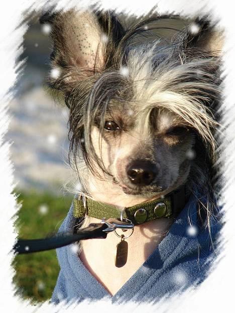 Chinese crested hårløs Caprioso Bai-Dee "Nemo" - NYT - 26.01.07 billede 9