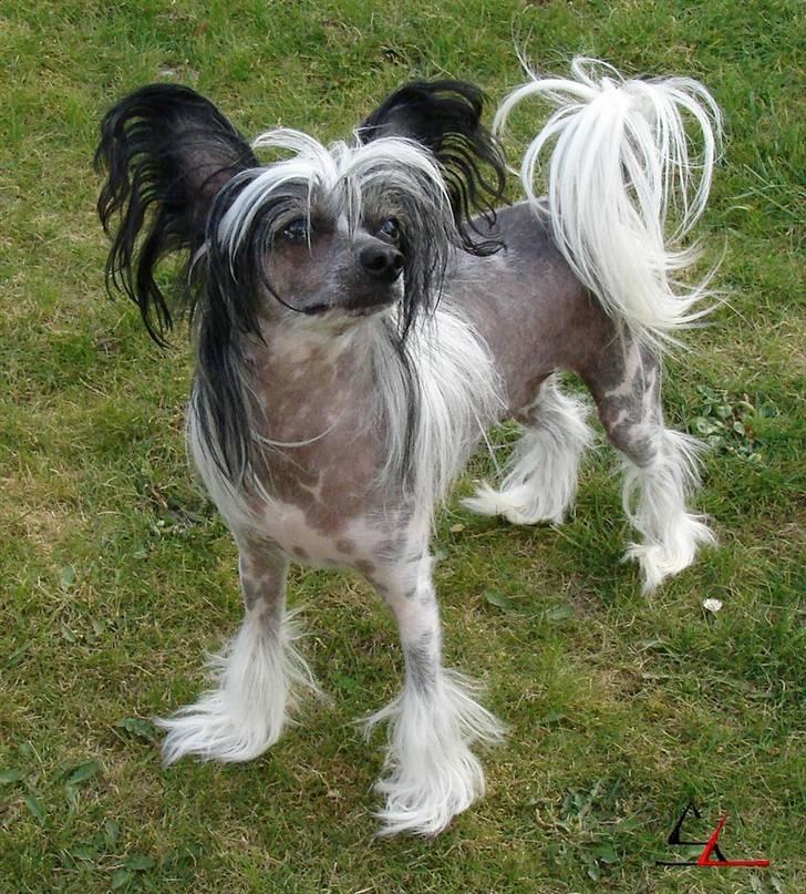 Chinese crested hårløs Caprioso Bai-Dee "Nemo" - April 2007 billede 10