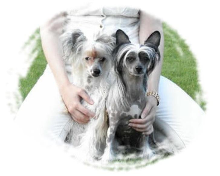 Chinese crested hårløs Caprioso Bai-Dee "Nemo" - 04.06.2007 billede 11