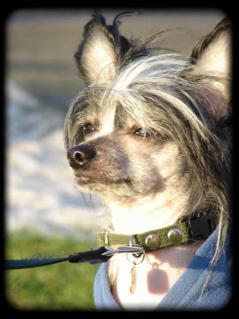 Chinese crested hårløs Caprioso Bai-Dee "Nemo" - NYT - Min dejlige skønhed! 26.01.07 billede 12