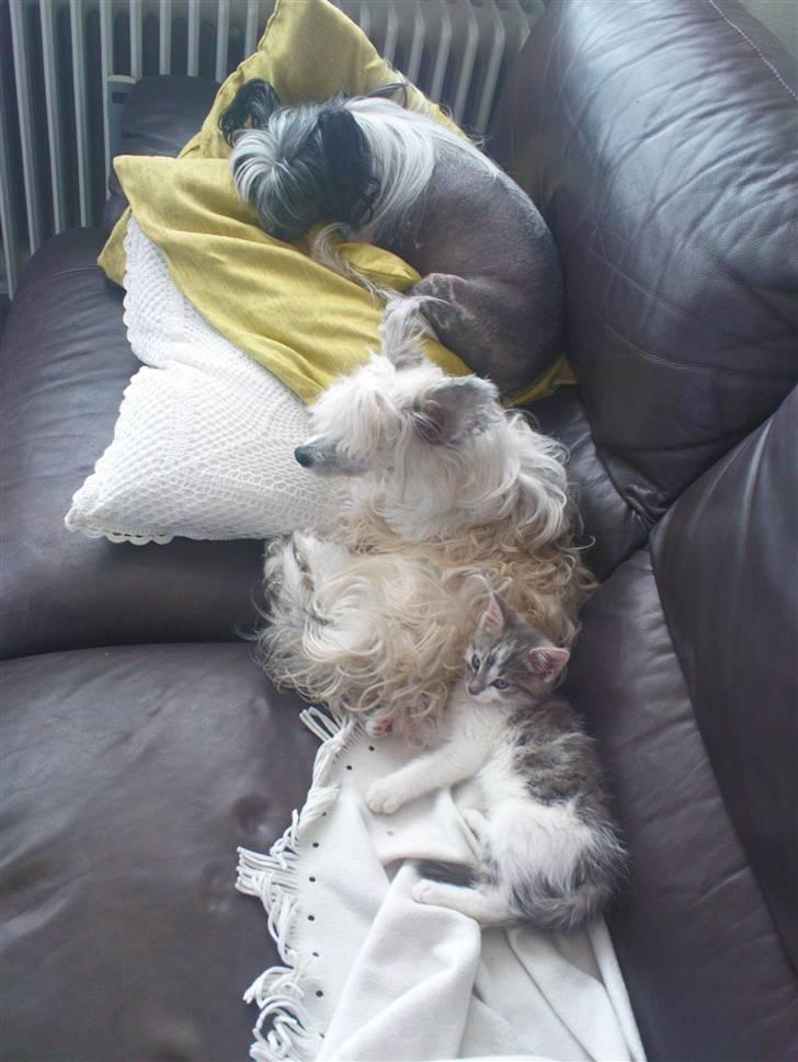 Chinese crested hårløs Caprioso Bai-Dee "Nemo" - 2 hunde og en kat, sådan slappes der af her :p billede 13