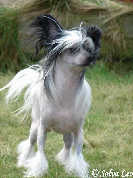 Chinese crested hårløs Caprioso Bai-Dee "Nemo" - 03.02.07 billede 14