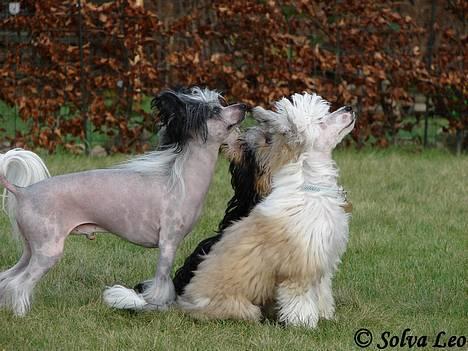 Chinese crested hårløs Caprioso Bai-Dee "Nemo" - 03.02.07 - Nemo, Nelson og Carmen træner kontakt og sit sammen med mig billede 15