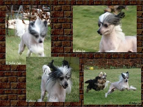 Chinese crested hårløs Caprioso Bai-Dee "Nemo" - 03.02.07 - Nemo i fuld fart billede 16