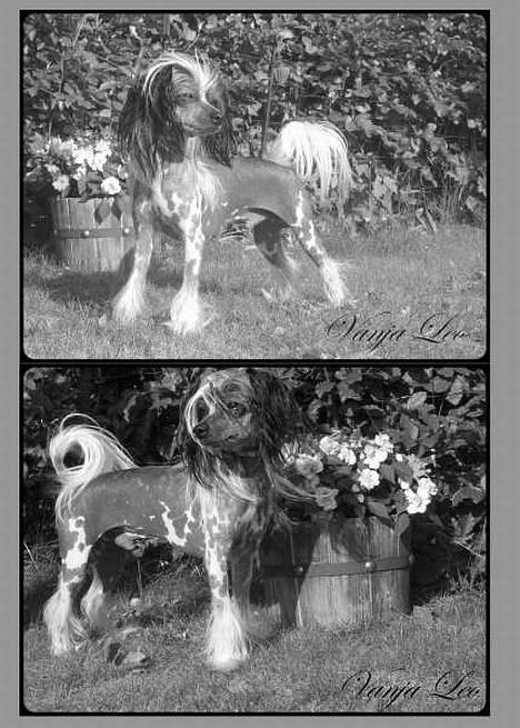 Chinese crested hårløs Caprioso Bai-Dee "Nemo" - Fotoserie, lavet af Nina med Kaoz billede 17