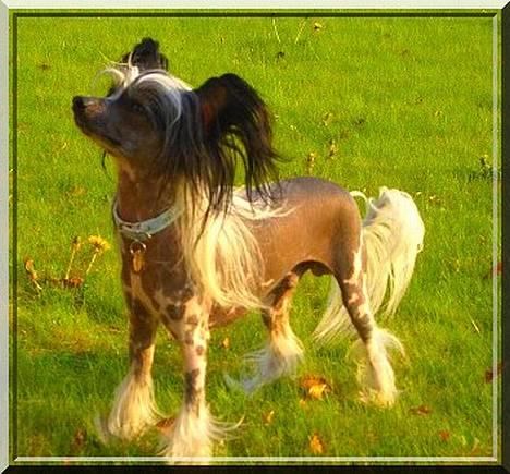 Chinese crested hårløs Caprioso Bai-Dee "Nemo" - 16 måneder billede 18