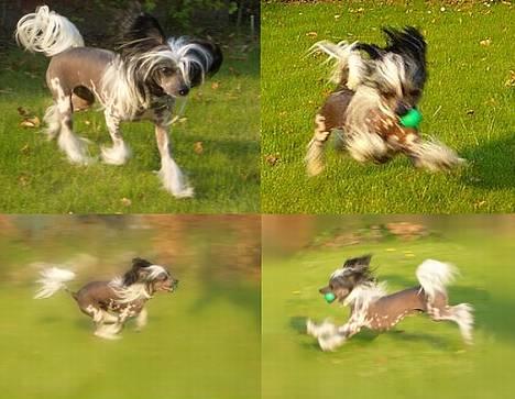 Chinese crested hårløs Caprioso Bai-Dee "Nemo" - Fuld fart - 16 måneder - sommeren 06 billede 19