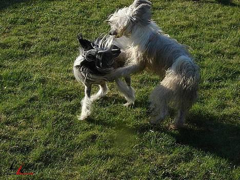 Chinese crested hårløs Caprioso Bai-Dee "Nemo" - 13.04.2007 - Nemo og Nelson leger - Foto: Solva Leo billede 20