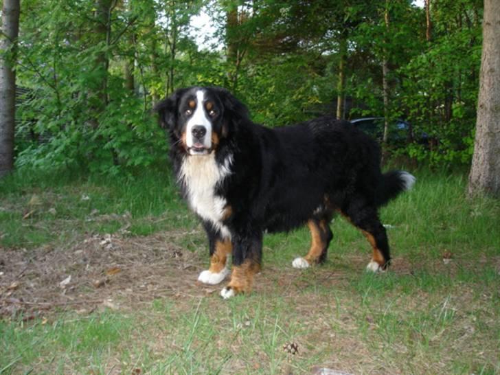Berner sennenhund Yimbo    R.I.P. billede 1