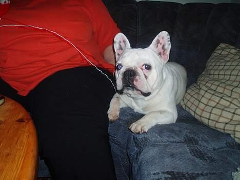 Fransk bulldog Buller - Hov hvad var det der blinkede??? billede 1