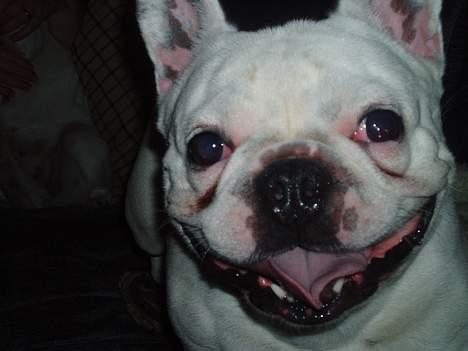 Fransk bulldog Buller - Kom bare an hvis du tør---Jeg er er stor farlig Rottwiler billede 2