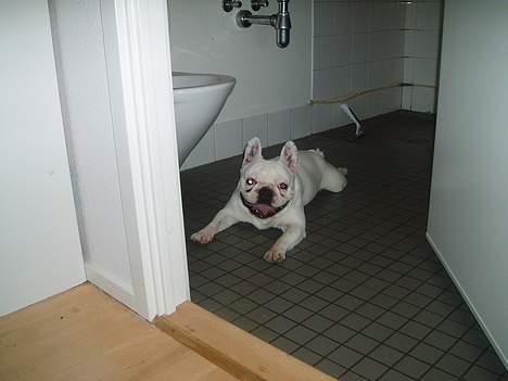Fransk bulldog Buller - Puha    det er hårdt at have Fie på besøg.Men så er det godt at badeværlses gulvet er køligt. billede 3