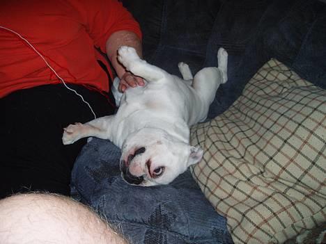 Fransk bulldog Buller - Ååååhhh farmor   hvis nu jeg spiller tosset,få jeg så en guf?? billede 4