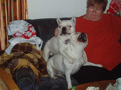 Fransk bulldog Buller - Det var på tide du kom på besøg FIE.Fie er også en fransk(ikke i familie)min svorgers hund.hun vil også snart blive oprettet herinde,hvis det altså er muligt.Men hun er sød siger jeg bare billede 5