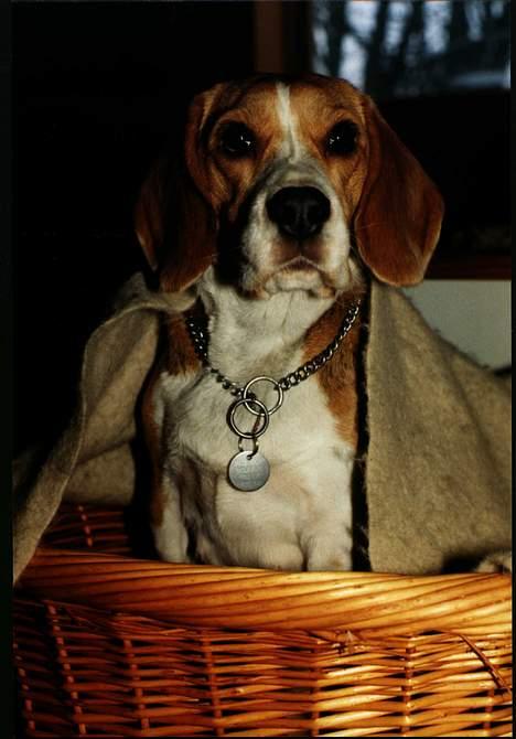 Beagle Lise - Lise venter (sig). Det kom der 5 velskabte hvalpe ud af billede 1