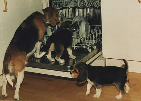 Beagle Lise - Det gælder om at give sine børn gode vaner... billede 2