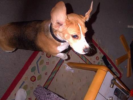 Beagle Lise - Lise danser så ørerne flyver billede 3