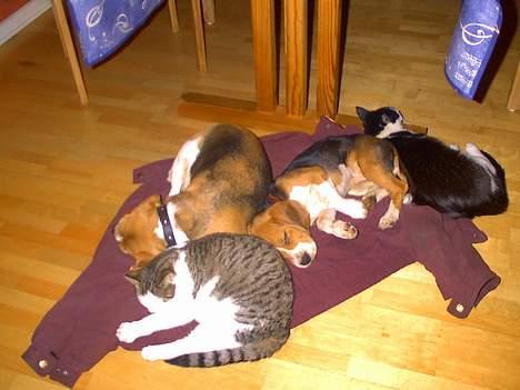 Beagle Lise - Hund og kat imellem... billede 4