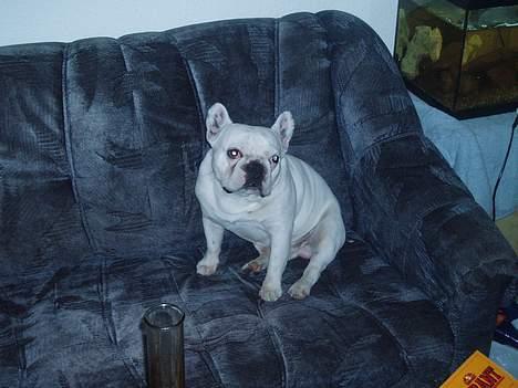 Fransk bulldog Buller - Hvorfor skal Fie altid hjem,når jeg lige er kommet op i gear?? billede 6