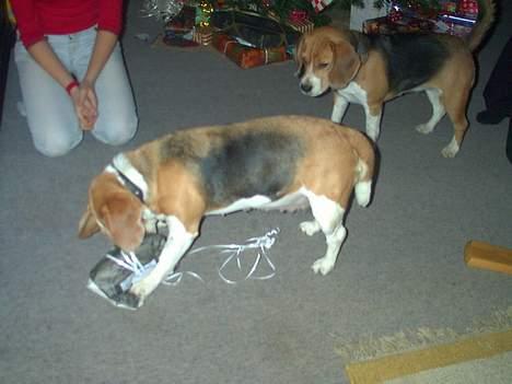 Beagle Lise - Lise pakker sin julegave op. Saskia ser misundligt til billede 5
