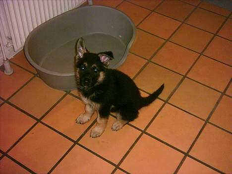 Schæferhund Rex billede 1