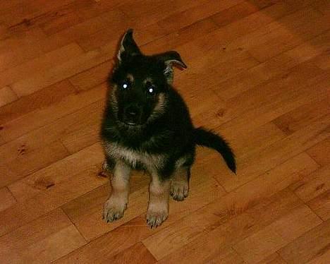 Schæferhund Rex billede 2