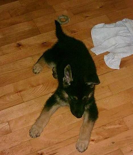 Schæferhund Rex billede 3