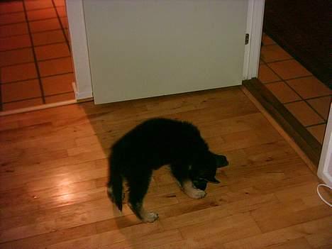 Schæferhund Rex billede 4