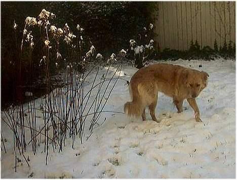 Blanding af racer tøsen - det er dejligt at komme ud i sneen. billede 2