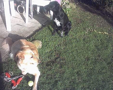 Blanding af racer tøsen - tøsen hygger sig med sin legekammerat i haven. billede 3