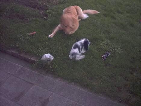 Blanding af racer tøsen - er han ikke sød min lille ny lillebror. billede 5