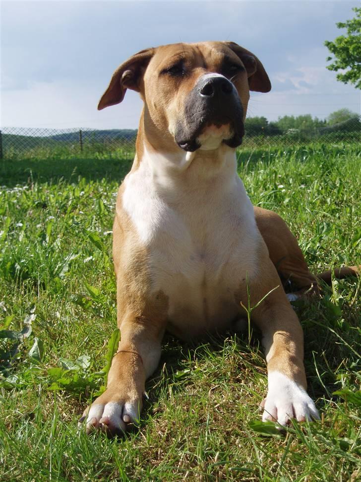 Blanding af racer Ciska billede 1