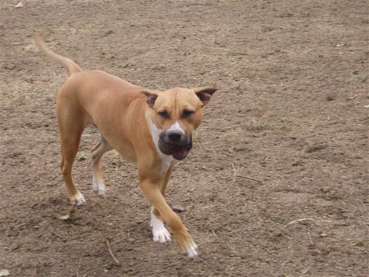 Blanding af racer Ciska billede 2