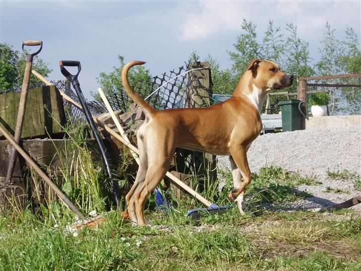 Blanding af racer Ciska billede 3