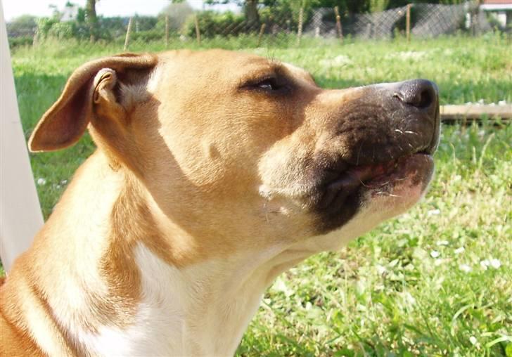 Blanding af racer Ciska billede 4