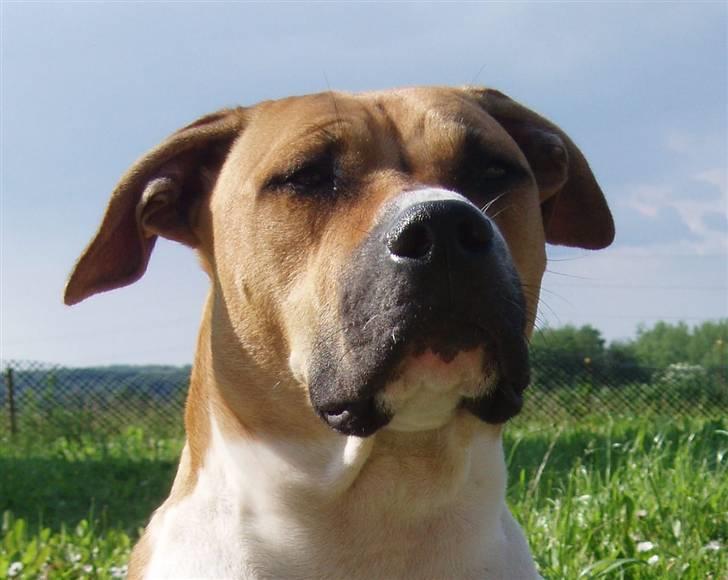 Blanding af racer Ciska billede 5