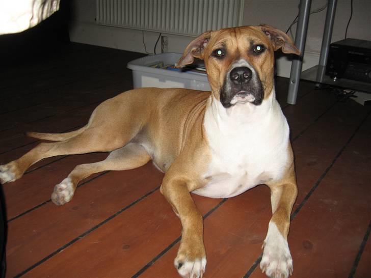 Blanding af racer Ciska billede 6