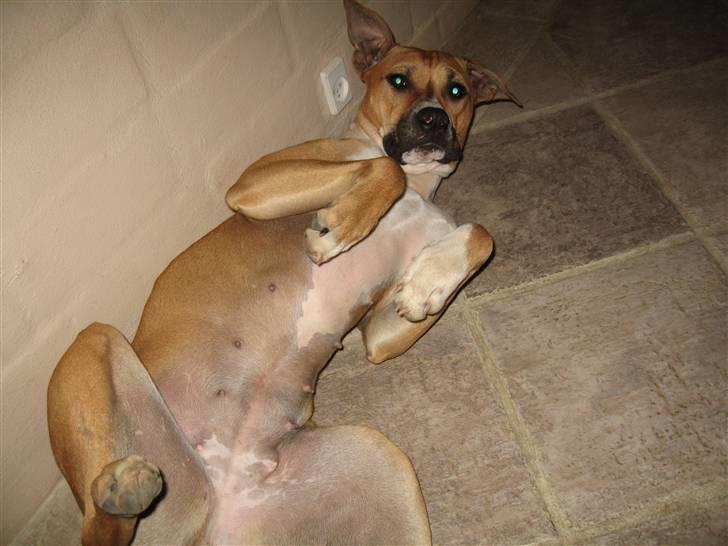 Blanding af racer Ciska billede 7