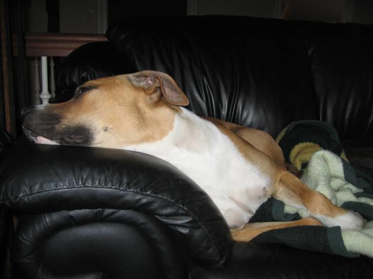 Blanding af racer Ciska billede 8