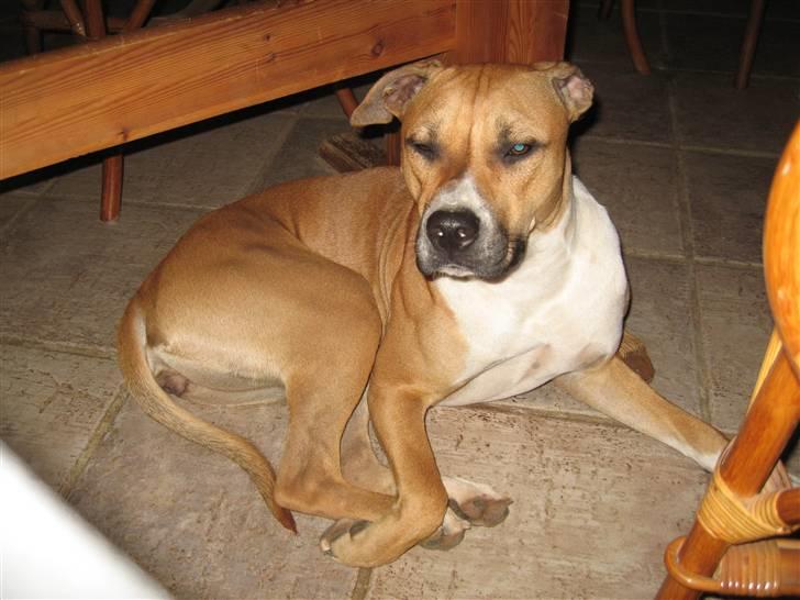 Blanding af racer Ciska billede 9