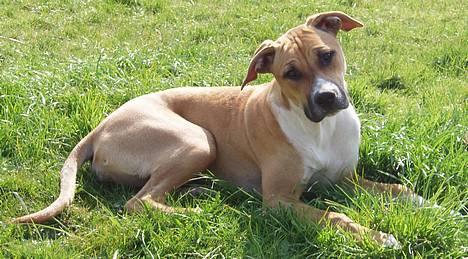 Blanding af racer Ciska billede 10