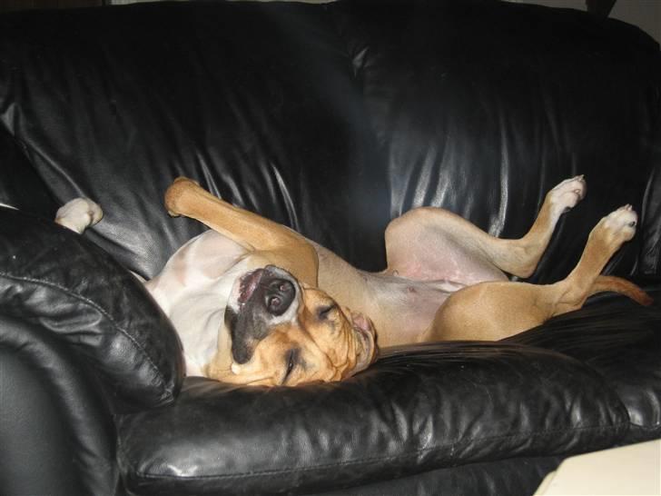 Blanding af racer Ciska billede 11