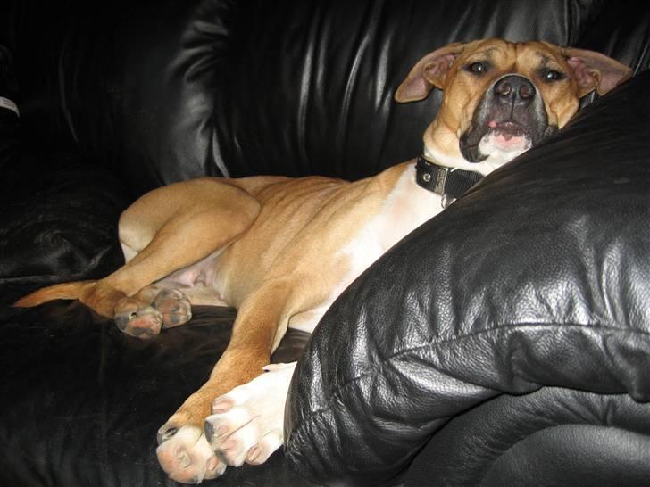 Blanding af racer Ciska billede 12