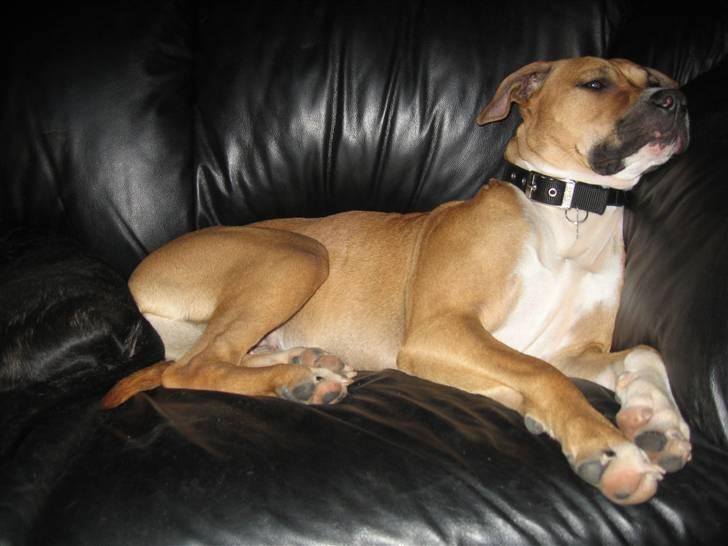 Blanding af racer Ciska billede 13