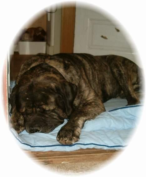 Mastiff Hamlet - Fredfuld og hvilende i sig selv ! billede 1