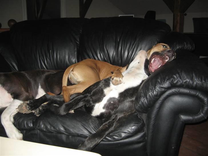 Blanding af racer Ciska billede 14