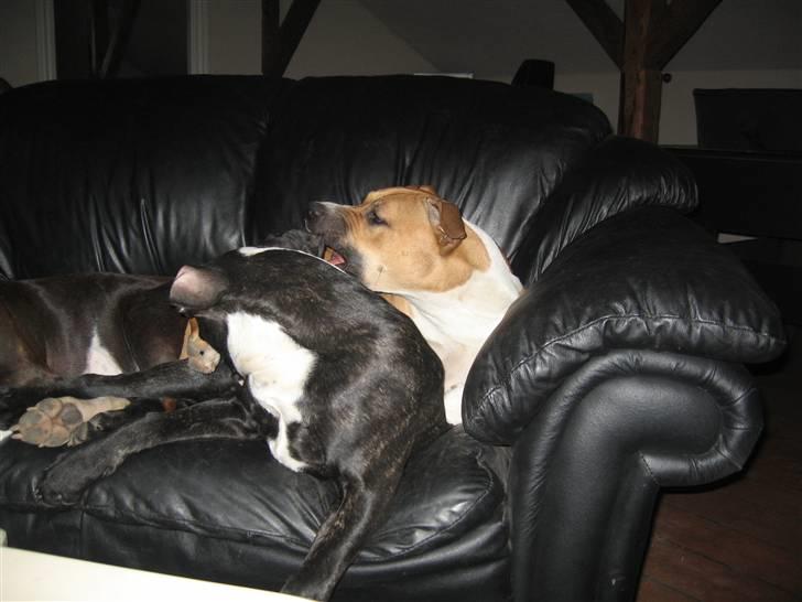 Blanding af racer Ciska billede 15