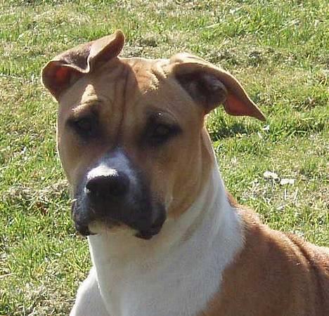 Blanding af racer Ciska billede 16