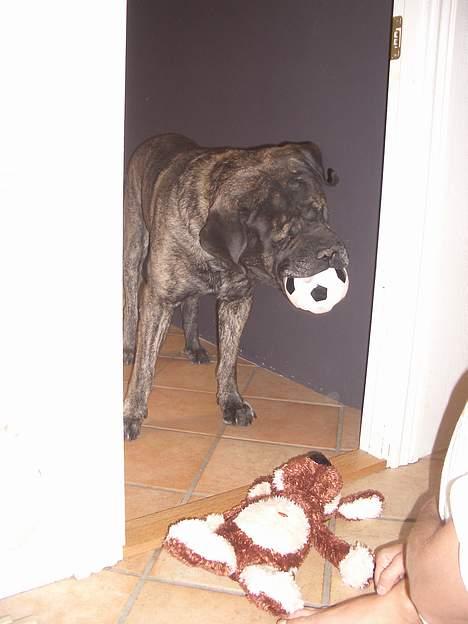 Mastiff Hamlet - Bolde og pivedyr skal være af en betydelig størrelse for at undgå de kommer i den gale hals ! billede 2