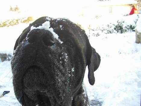 Mastiff Hamlet - Elsker sne - et billede fra hans tidligere ejer  billede 3